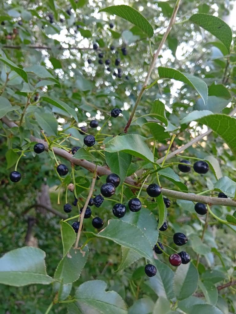  سوالات متداول درباره مزرعه گردشگری اقامتی ستاره فیروزکوه در فیروزکوه