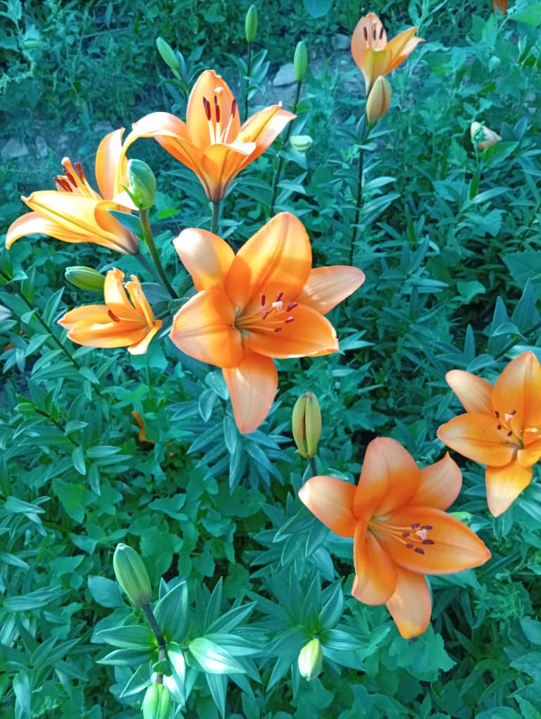 گالری تصاویر