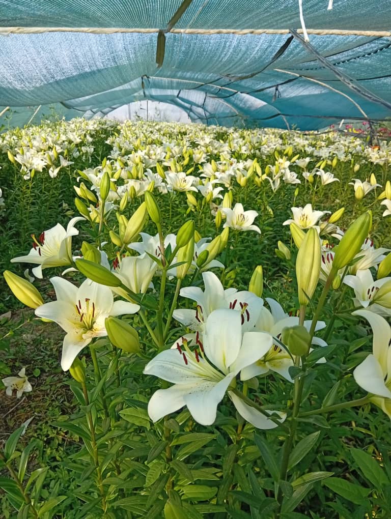 چرا مزرعه گردشگری اقامتی ستاره فیروزکوه را انتخاب کنید؟